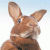 942.gif