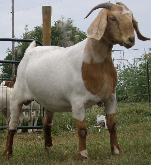 Whole Goat